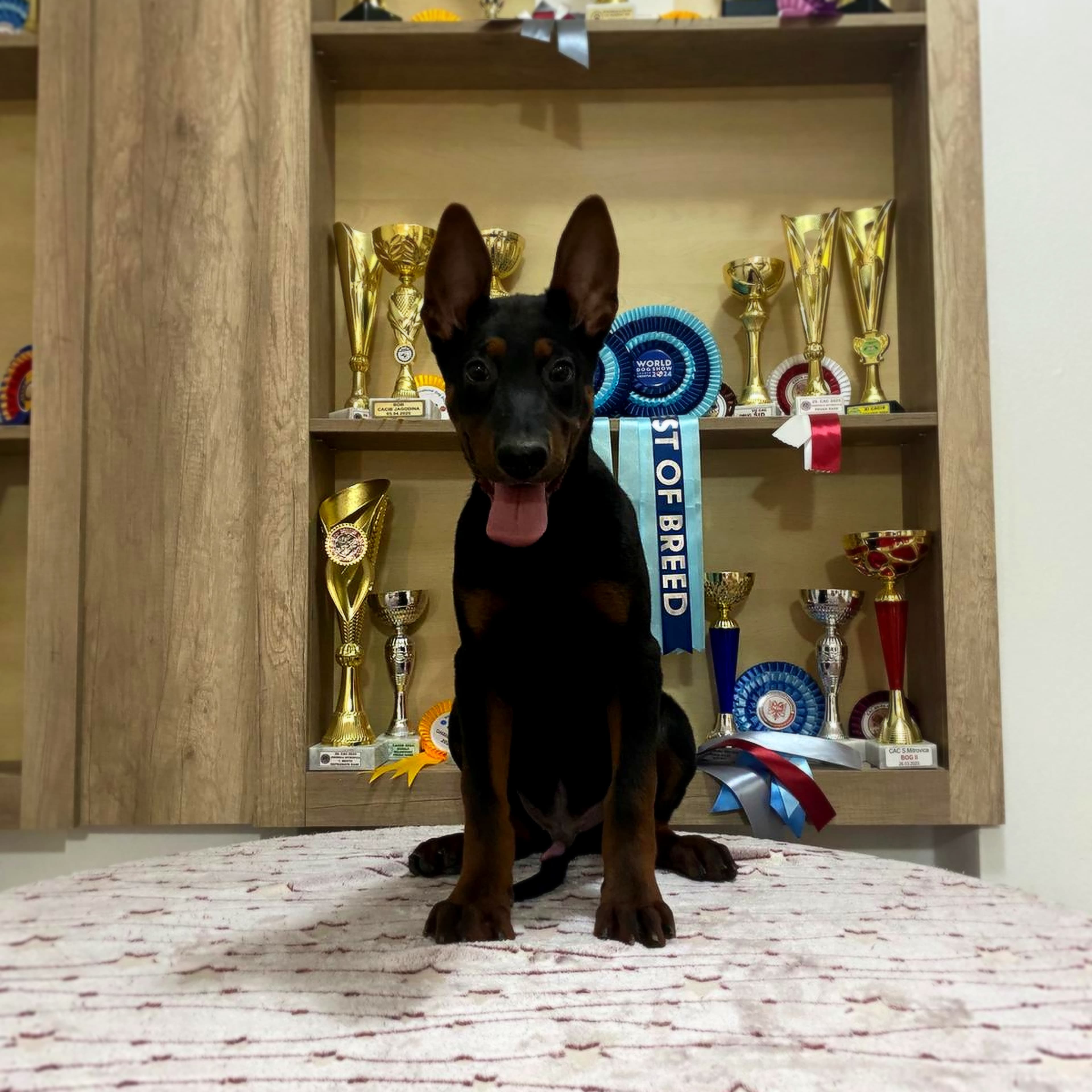 Troféus conquistados pela linhagem