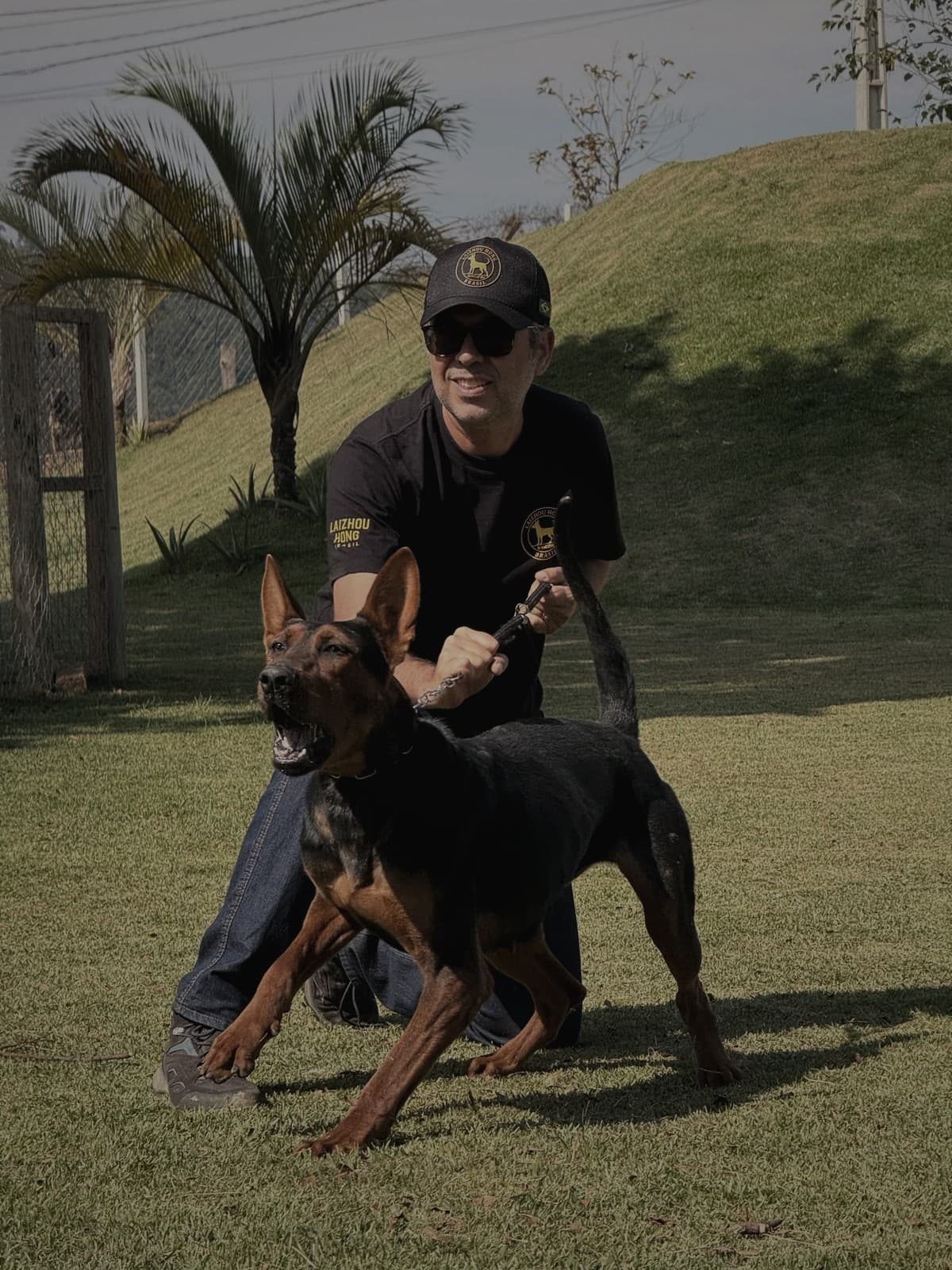 Cão Laizhou Hong em trabalho na guia, conduzido por um treinador em campo aberto