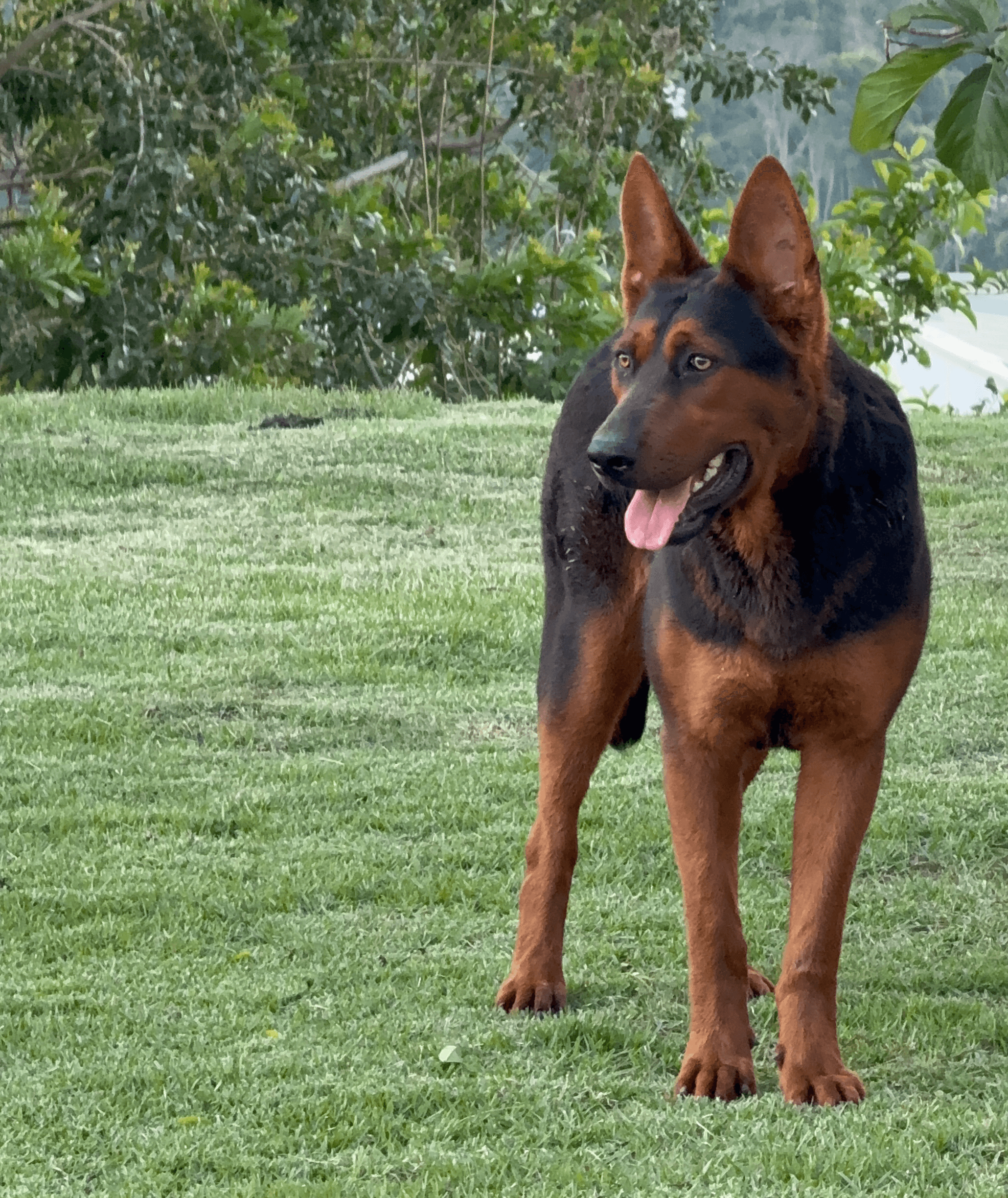 Ruby, fêmea Laizhou Hong de pelagem preta com marcações vermelhas, em retrato frontal