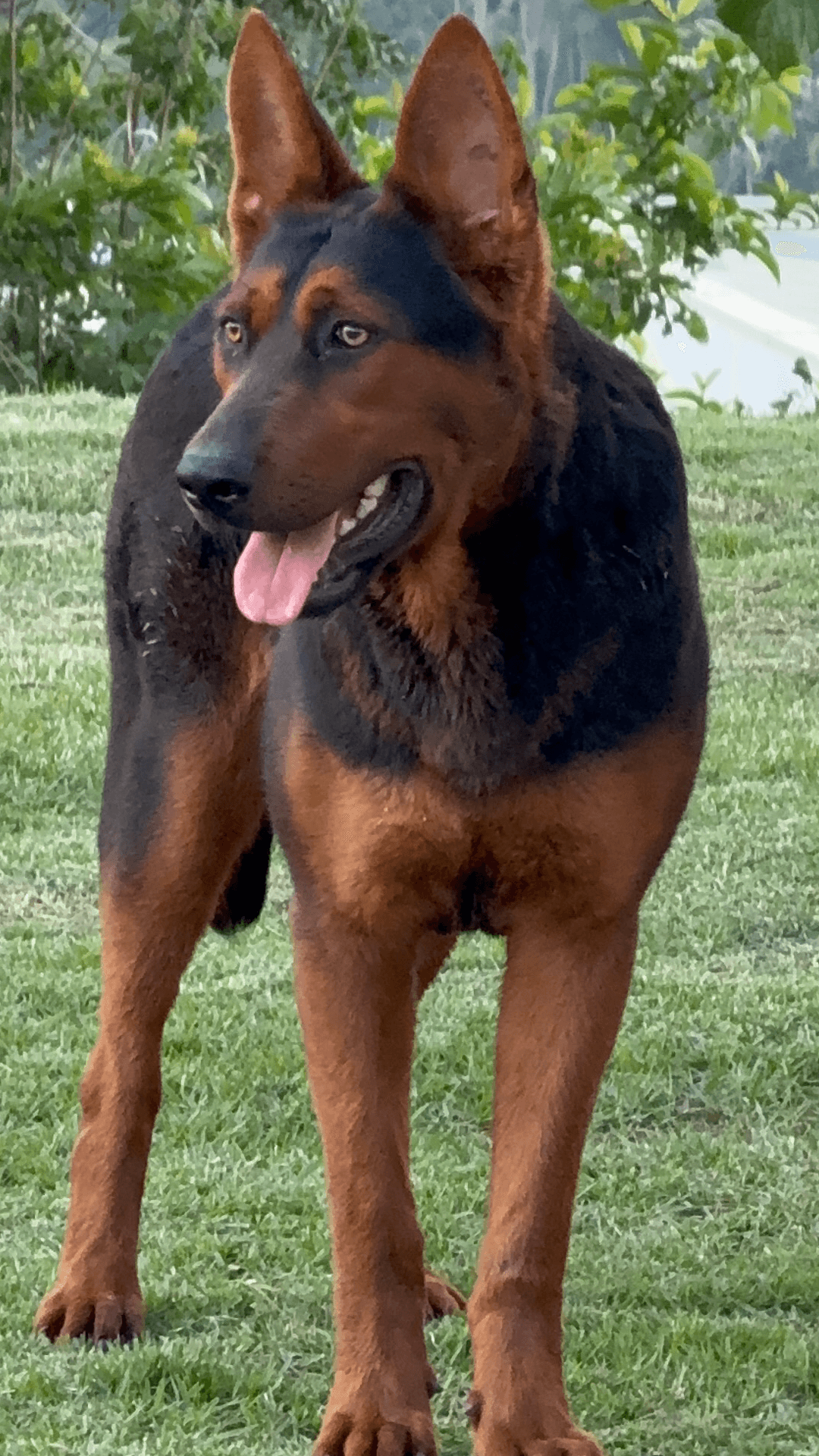 Ruby em perfil, mostrando a linha superior e a marcação do peito