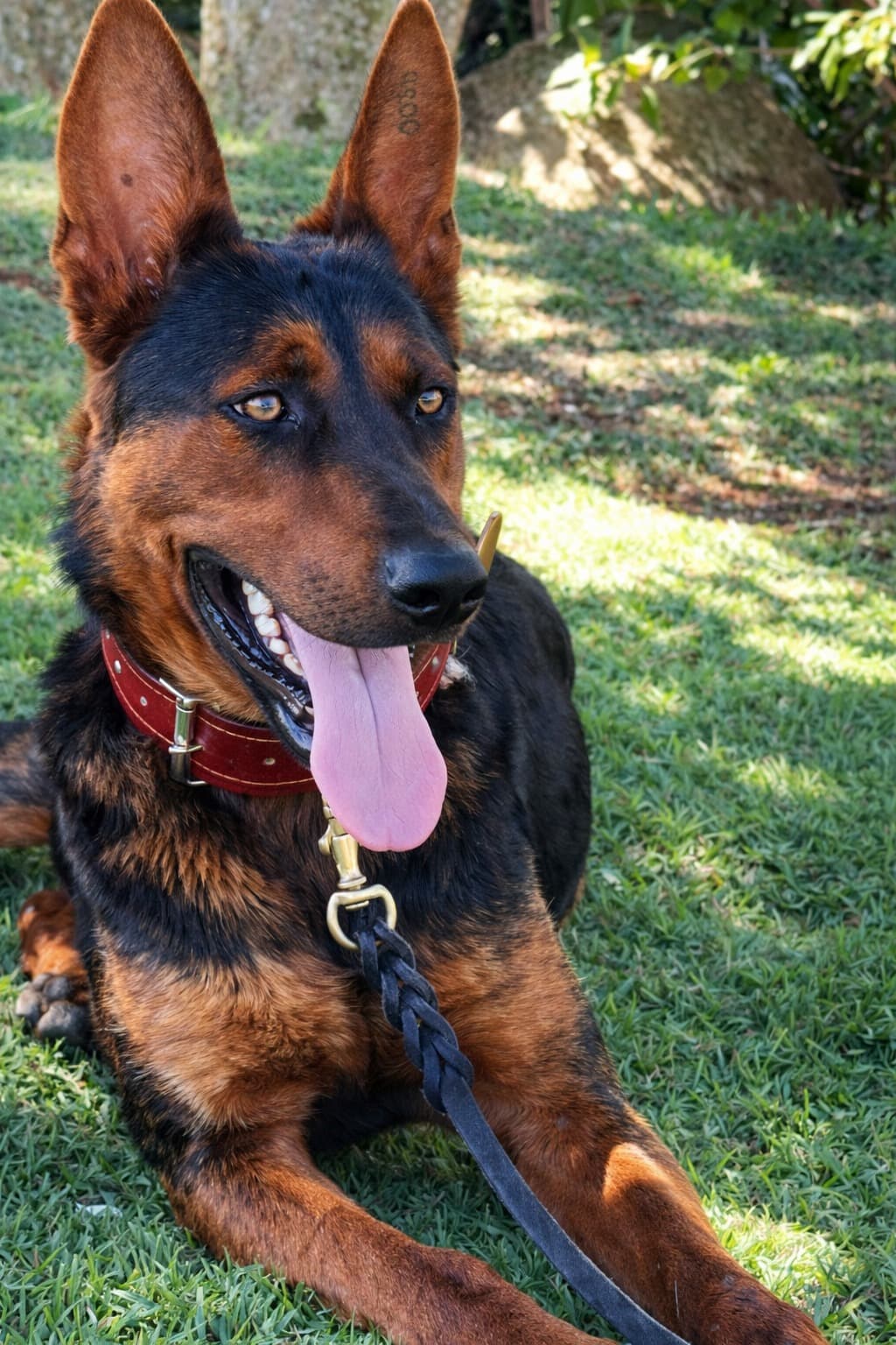 Ruby em movimento, trote lateral