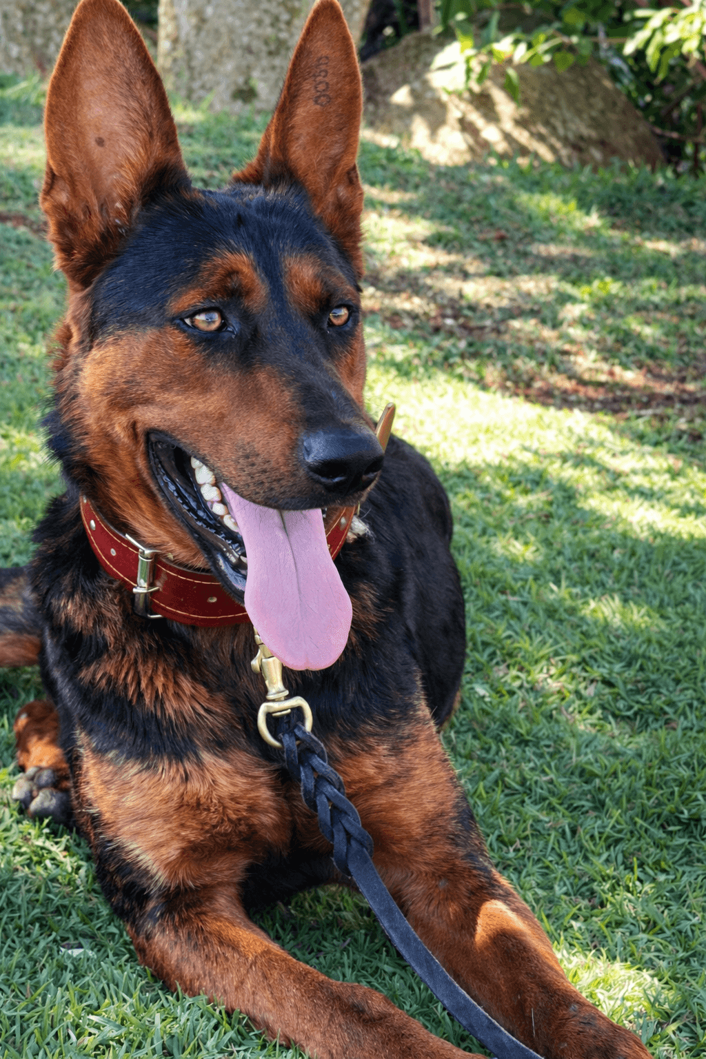 Ruby em movimento, trote lateral