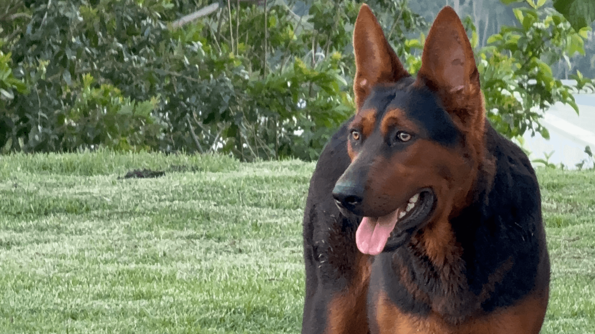 Cão Laizhou Hong deitado em ambiente interno, em repouso